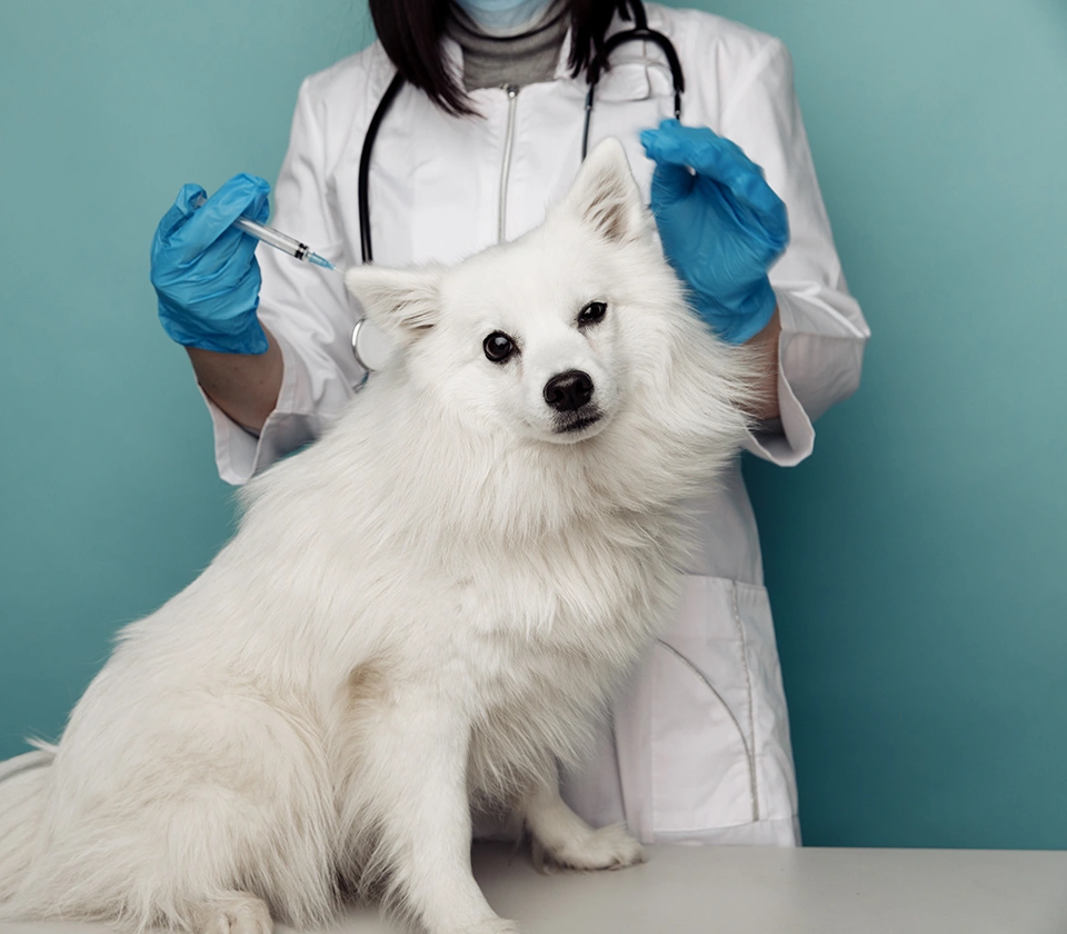 women-vet-vaccinating-a-dog